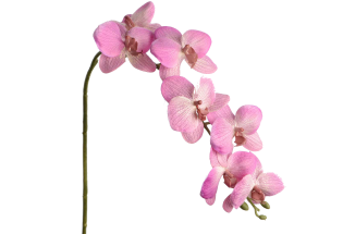 Искусственная Орхидея