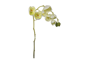 Mākslīgā Orhideja